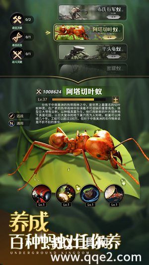 小小蚁国最新免费下载安装